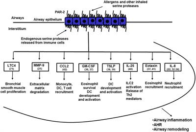 Protease-activated receptor-2: Role in asthma pathogenesis and utility as a biomarker of disease severity